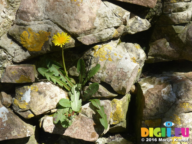 FZ028572 Dandelion on rock wall